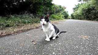 猫島の猫神社は野良猫には近寄りがたい場所？【田代島】