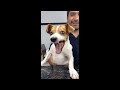 laughing dog orginal meme😂 laughing dog meme laughing dog original laughing dog meme original