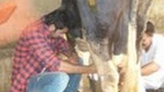 Ranbir Kapoor MILKS a cow!