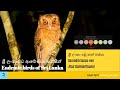 ශ්‍රී ලංකා පඬු කන් බස්සා | Sri Lanka padukan bassa | Serendib Scops-owl | Otus thilohoffmanni
