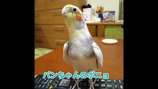 同じ歌を歌うオカメのたんたんとパンちゃんの歌声の違い@オカメインコ