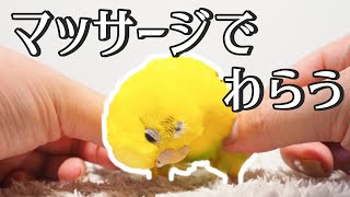 シニアセキセイインコ マッサージで笑う Senior budgerigars laugh at massage