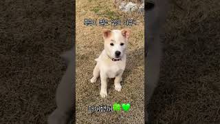 더러운 개가 행복한 개다💚 #진도믹스 #koreanjindodog