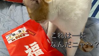 【福袋】2022年猫用500円福袋を我が家の猫と一緒に開封してみたらお得過ぎた！！