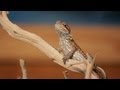 7 Cool Facts about Bearded Dragons | Pet Reptiles 7 Cool Facts about Bearded Dragons | Pet Reptiles