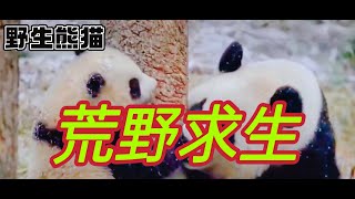 拍到一对野生大熊猫母子Pandababy在大雪纷飞的深山里荒野求生