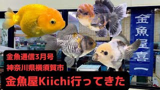 【金魚通信2023年3月号】神奈川県横須賀市 金魚屋Kiichiさんに行ってきた！