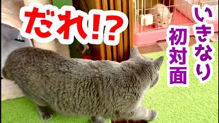 先住猫と新入り子猫  いきなり初対面【ブリティッシュショートヘア・スコティッシュフォールド】