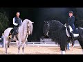 sold in 2 months eeltsje f. 1 grand prix friesian in us median 65.95% 39 shows .