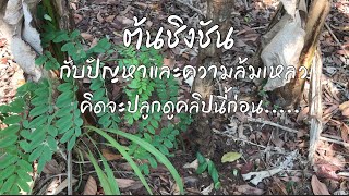 ต้นชิงชันกับปัญหาและความล้มเหลว [ดินแดนแห่งเสรีภาพ]