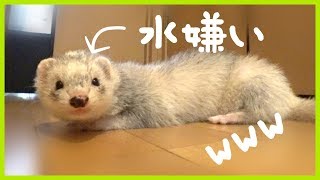 お風呂苦手なフェレットが可愛いすぎ！一緒にシャワー～乾燥まで - ferret lab #278