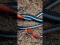 Blue Malayan Coral Snake - Most Beautiful Snakes in the World | Amazing Facts