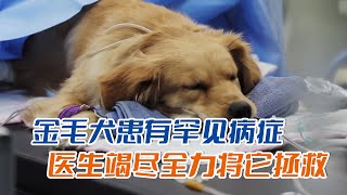 金毛犬天生沒有肛門，隨時可能會被憋死，醫生用精湛技術拯救它#shorts