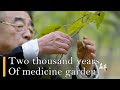 Guarding the two thousand years of medicine garden | DO-ING documentary | CHI-ENG sub