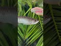 The Arowana