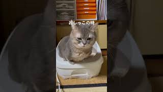 おしっこ/うんちで顔が違う🤣#マンチカン #猫のいる生活 #トイレ