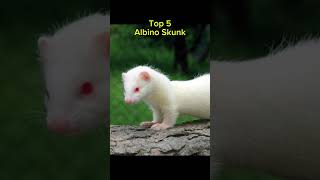 10 Rare Albino Creatures