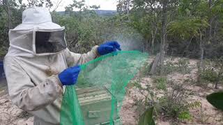 transporte  de abelhas apis de maneira simples com segurança ?🐝🐝