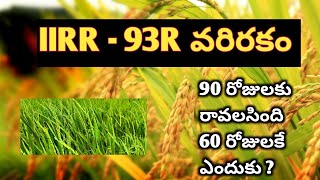 IIRR -93R వరిరకం 90 రోజులకు రావాల్సిన ఈనెలు 60 రోజులకు ఎందుకు వస్తున్నాయి || ఈ వరి రకం 125 to 135 లు