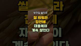 쌀 띄워라 집안에 재물복이 계속 쌓인다! 돈복 터지는 풍수 TV #풍수 #풍수인테리어 #금전운 #재물복