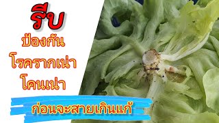 ป้องกันโรครากเน่าโคนเน่า