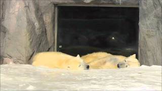 2012年1月26日　旭山動物園　ホッキョクグマ　ルルとピリカ１