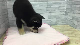 120586　黒柴♂　　ペットショップ犬の家＆猫の里プレ葉ウォーク浜北店