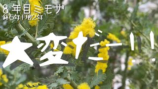 ミモザのいち大事 花が咲かない春の乱 [庭vlog]