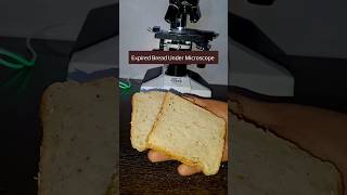 Expired Bread Under Microscope #viral #shorts #experiment #sciencefacts #scienceexperiment #trending