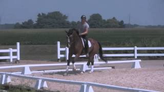 Tebaldo - Dressage Schoolmaster for sale - SOLD