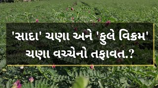 'સાદા' ચણા અને 'ફુલે વિક્રમ' ચણાનો તફાવત.? || ફુલે વિક્રમ ચણા || ચણાની ખેતી || ચણાની બજાર