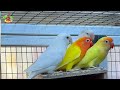 afrecan lovebirds colony breeding setup how to breed lovebird ideas for how to make bird cage