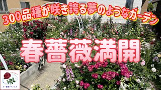 2024🌹【春バラ満開】300品種が咲き誇る夢のようなガーデン🌹たー薔薇ガーデン初の春バラ満開です😊🐻‍