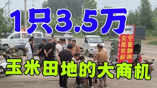 河南老板大量收购，小的200元1只，大的3.5万1只，比黄金都值钱