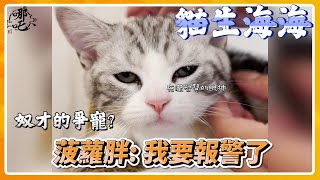 太子會貓房成立啦 培養主子實施中   花錢當奴才系列  [哪吒太子會]]