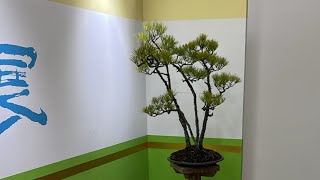 第50回 雅風展 小品盆栽フェ がふうてん Kyoto Exhibition World Small Bonsai Gafuten ミニ盆栽 Mini bonsai 2025年 🇯🇵3