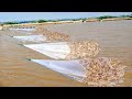 Everyone should watch this Fishermen's video - Vannamei Shrimp | Prawn Harvesting in the Ponds