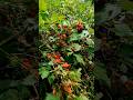 blackberry liar / black caps 🌿 #blackberry #plants #nature