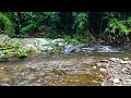 mysterious forest sounds melody of birds singing sound of a relaxing stream