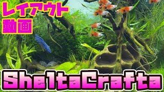 【アクアフォレスト】SheltaCraftaレイアウト【レイアウト】