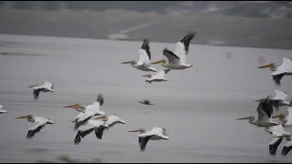 American White Pelicans Feeding on the Upper Mississippi River