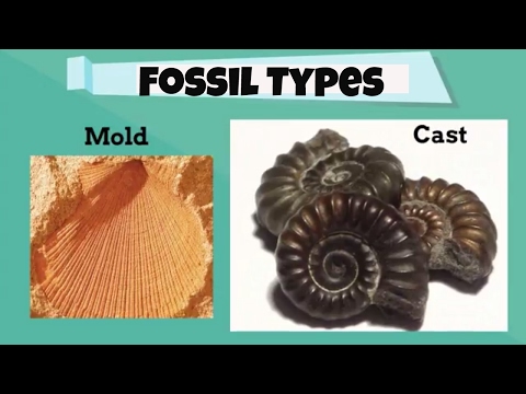 What are 2 types of fossils?