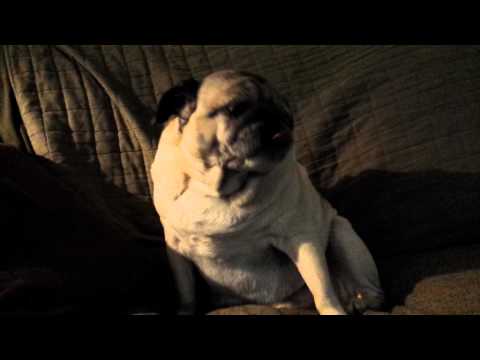 Pug licking air then snort attack Pug licking air then snort attack