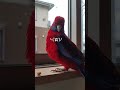 【アカクサインコ】インコもイライラするらしい　 アカクサインコ ウロコインコ 何をしてもかわいい みずたまのおうち