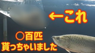 【アロワナ飼育】リスナーさんからある餌を○百匹貰ったのでアロワナ科のノーザンバラムンディにあげます！