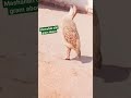 mashallah 600 gram above teetar teeter irani dakhni kalateetarsindhi viral