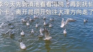 老李今天先到滇池看看海鸥，再到抚仙湖打个卡，离开昆明往大理走