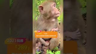 Monkeys, Baby monkey videos   BeeLee Monkey Fans #Shorts EP723