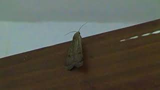 A.K.5000 Lesser Yellow Underwing Moth