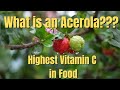 What is an Acerola? The Secret Food To Heal So Many Health Conditions - Back to the Basics Ep. 6